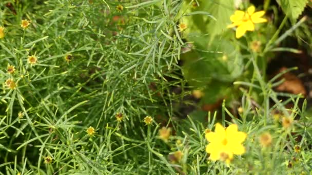 Coreopsis verticillata is North American species of tickseed in sunflower family. Names are whorled tickseed, whorled coreopsis, thread-leaved tickseed, thread leaf coreopsis, and pot-of-gold. - Footage, Video