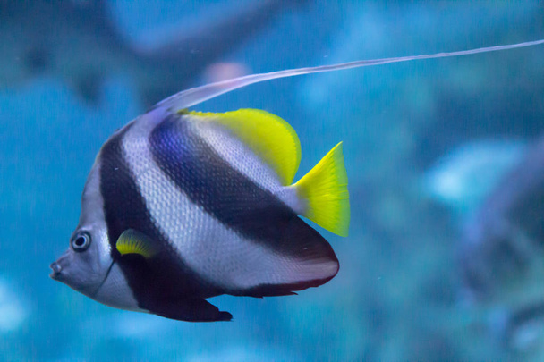 Colorful butterfly fish - Photo, Image