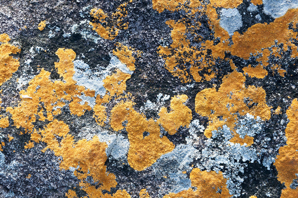 De textuur van de oranje schimmel op de rots  - Foto, afbeelding