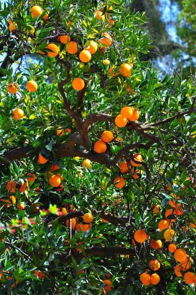 portakal ağacı - Fotoğraf, Görsel