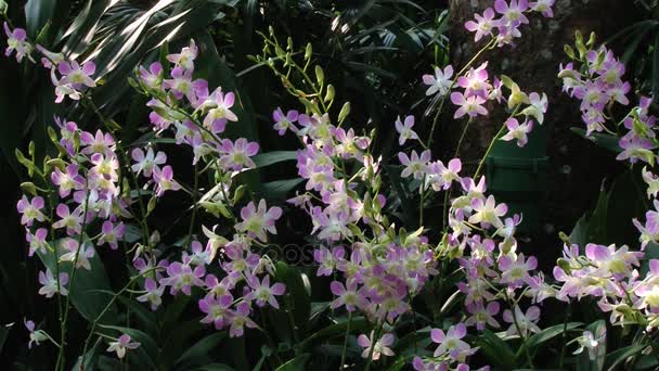 Orchideebloemen in de nationale orchidee tuinen in Singapore, Singapore. - Video