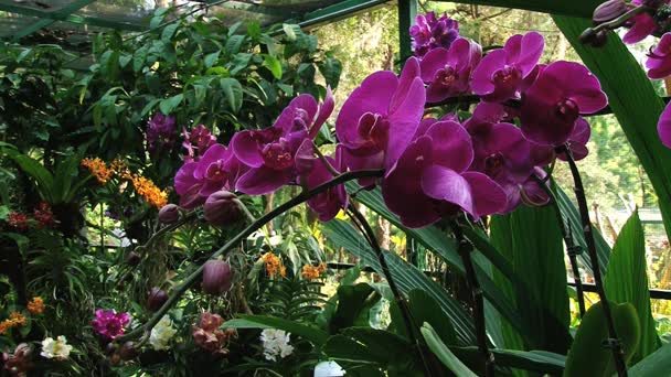 Paarse orchidee bloemen in de nationale orchidee tuinen in Singapore, Singapore. - Video