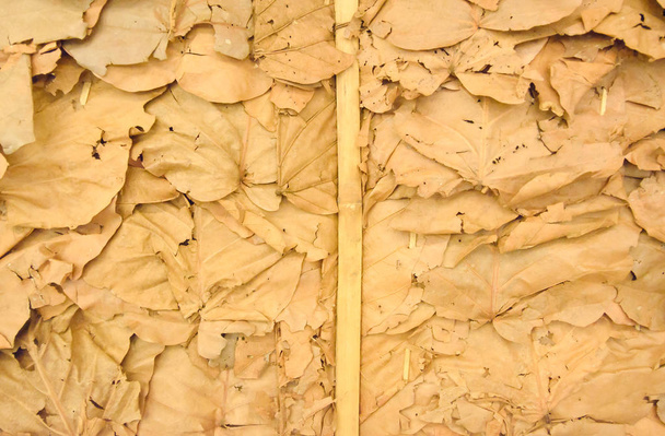 Dry leaves wallpaper in thailand 2 - Photo, Image