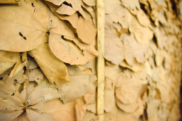 Dry leaves wallpaper in thailand 4 - Photo, Image