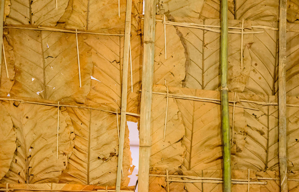Dry leaves wallpaper in thailand 7 - Photo, Image
