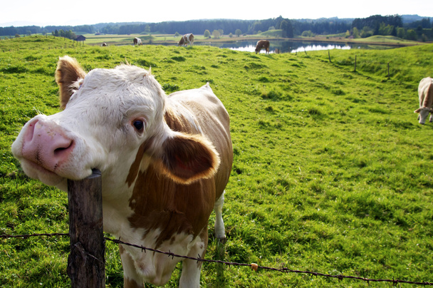 Onnellinen lehmä
 - Valokuva, kuva