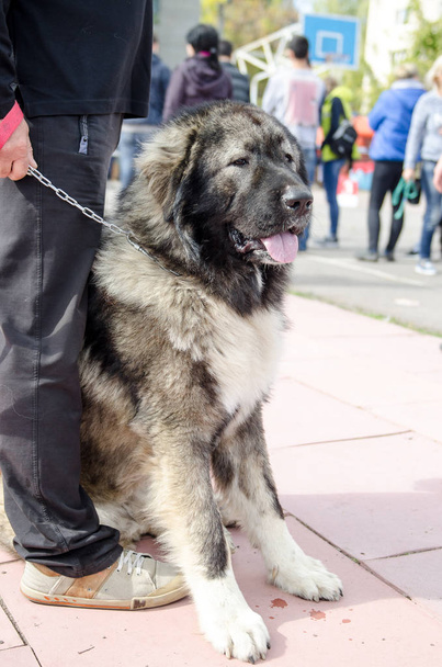 Hunderasse kaukasischer Schäferhund für einen Spaziergang - Foto, Bild