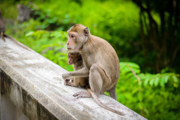 monkeys (crab eating macaque) grooming one another. - Photo, Image
