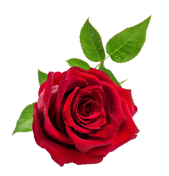 Роза ізольована на білому
  - Фото, зображення