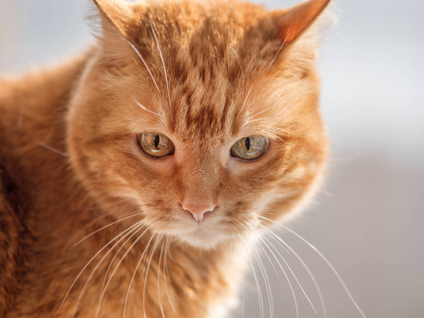 Lovely red cat. - Foto, Bild