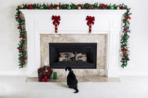 Рождественская кошечка
 - Фото, изображение