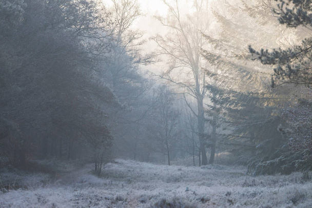 Frozen winter forest  - Фото, зображення