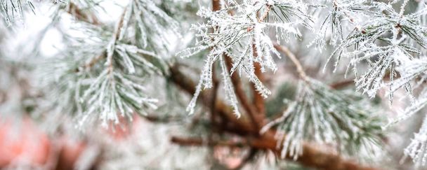 fir branch covered with ice - Photo, Image