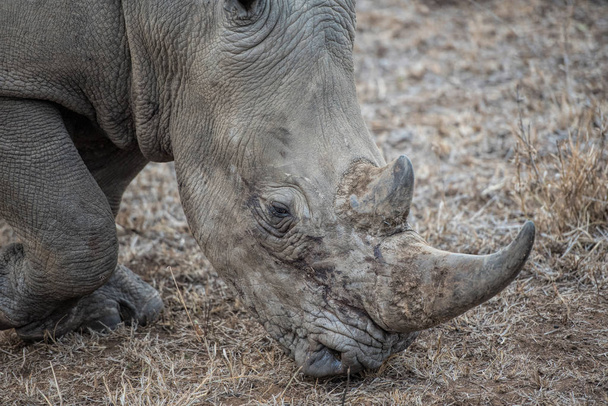 Rinoceronte branco em África  - Foto, Imagem