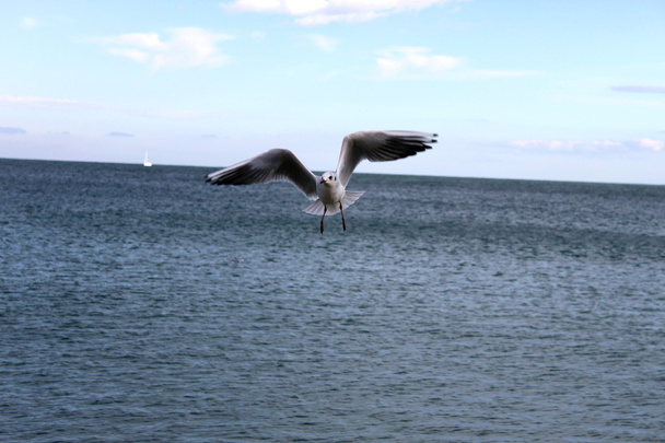 Морський мартин в небі
 - Фото, зображення