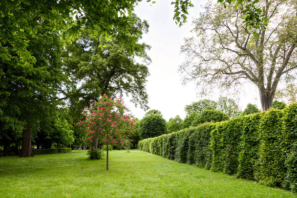 Zielony labirynt w schonbrunn garden - Zdjęcie, obraz