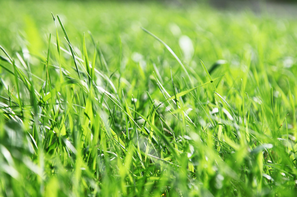 Close up macro photo of green grass - Photo, Image