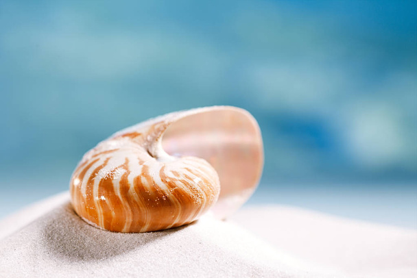 shell Nautilus na bílý písek - Fotografie, Obrázek