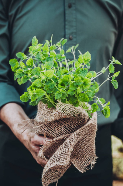 Farmer with herbs - Foto, Imagen