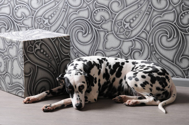 Dalmatian dog in a red bow tie in stylish gray-steel interior. Wallpapers with monograms - Foto, afbeelding