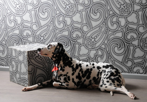Далматин собака в червоним бантом в стильний інтер'єр сіро сталевий. Шпалери з вензелями - Фото, зображення