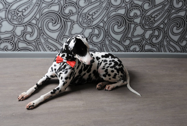 Perro dálmata con pajarita roja en elegante interior de acero gris. Fondos de pantalla con monogramos
 - Foto, Imagen