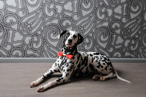 Perro dálmata con pajarita roja en elegante interior de acero gris. Fondos de pantalla con monogramos
 - Foto, Imagen