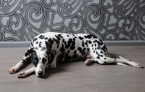 Dalmát kutya-ban egy piros csokornyakkendő, elegáns szürke acél belső. Háttérképek a monogramja - Fotó, kép