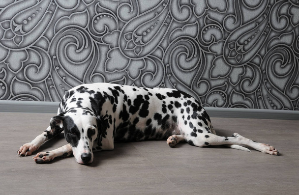 Dalmatian koira punainen rusetti tyylikäs harmaa-teräs sisustus. Taustakuvat monogrammeilla
 - Valokuva, kuva