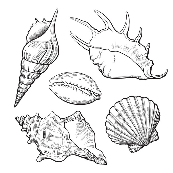 Set of various beautiful mollusk sea shells, isolated vector illustration - Διάνυσμα, εικόνα