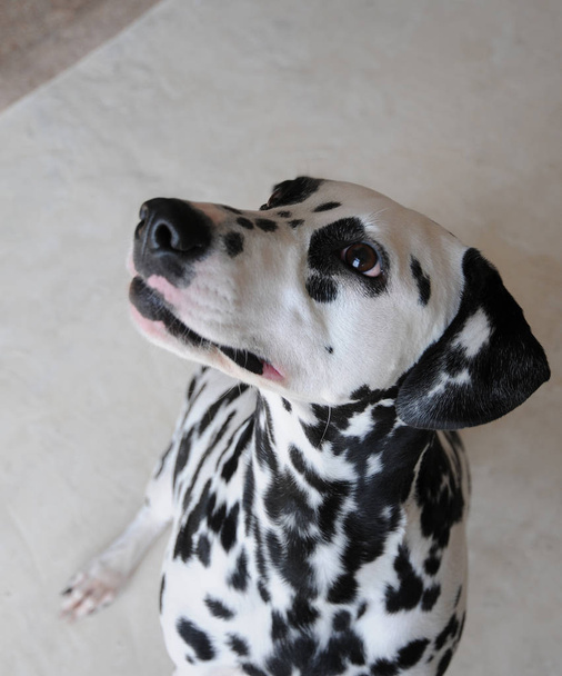 Dalmacia perro de cerca retrato
 - Foto, Imagen