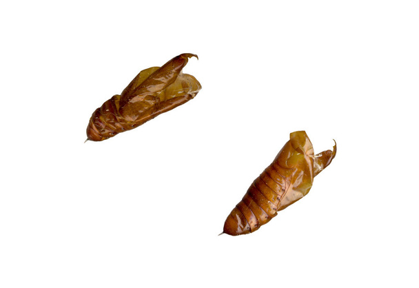 Two sides of caterpillar cacoon on a white background - Photo, Image