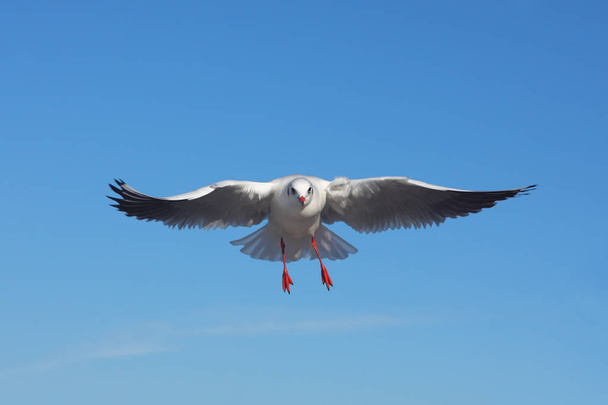 The bird is flying against the blue sky - Black-headed Gull - Photo, Image