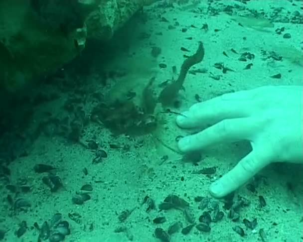 Креветки та очищення риби рука підводного дайвінгу відео
 - Кадри, відео