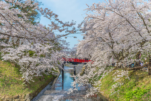 Fleurs de cerisier au château d'Hirosaki
 - Photo, image