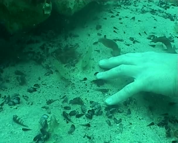 γαρίδες και ψάρια καθαρισμός χέρι υποβρύχια κατάδυση vide - Πλάνα, βίντεο