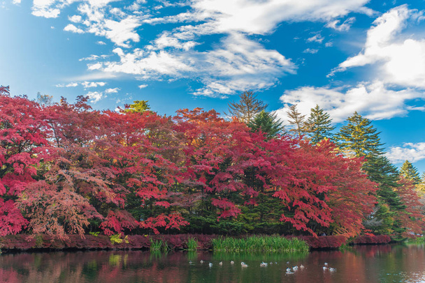 herfst kleuren vijver - Foto, afbeelding