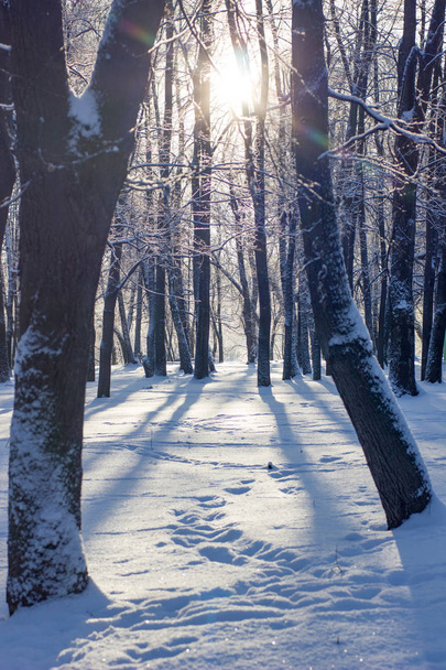 Winter evening - trees covered by snow on winter forest - 写真・画像