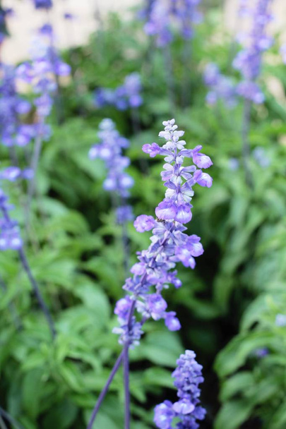 Fiori di salvia viola a bello in giardino
 - Foto, immagini