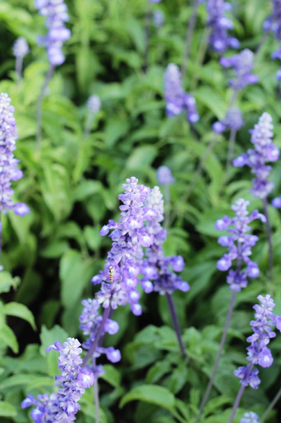 Purple salvia flowers at beautiful in garden - Photo, Image