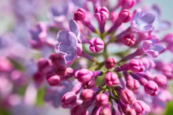 lilac blooms close-up - Фото, зображення