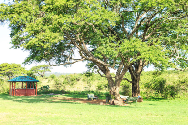 Essens- und Ruheplatz unter einem riesigen afrikanischen Baum - Foto, Bild