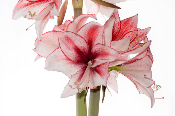 hippeastrum amaryllis charisma, holländische Hybride, große weiß-rosa Blüten - Foto, Bild