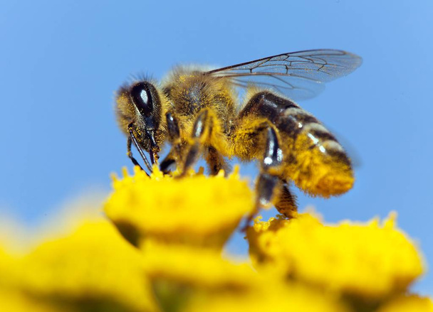 ラテン語で蜂やミツバチ｜Apis Mellifera - 写真・画像