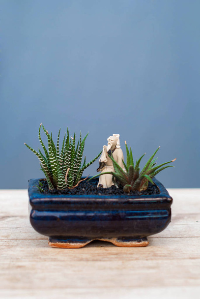 Cacti and succulents in the drainage on a wooden table. - Foto, Imagem
