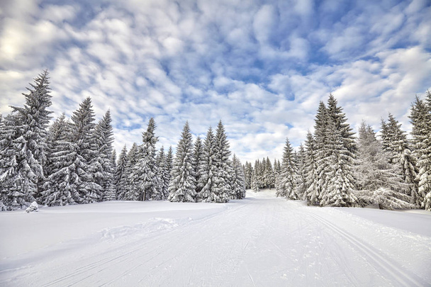 Зимний пейзаж с лыжными трассами
. - Фото, изображение