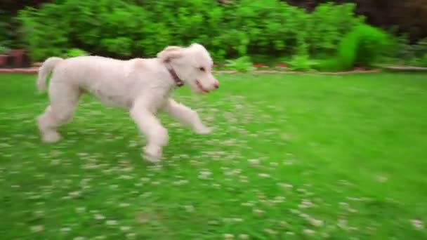 Hauska koira juoksemassa nurmikkoa. Valkoinen puudeli karkaa. Onnellinen koira hyppii ruoholla
 - Materiaali, video