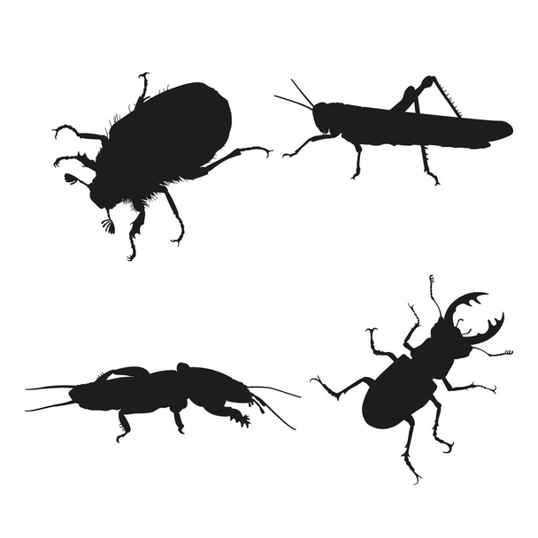 Insekten auf weißem Hintergrund. Silhouette einer Heuschrecke, Maulwurf - Vektor, Bild
