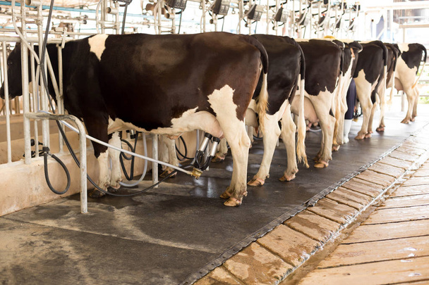 Доїння корови та механізоване доїльне обладнання
 - Фото, зображення