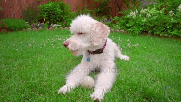 Labradoodle leżącej na zielony trawnik. Pies lizanie warg. Biały pies na trawie - Materiał filmowy, wideo